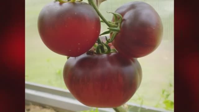 Каталог томатов на 2026 год. Часть 17. г. Киров. т. 89229284031