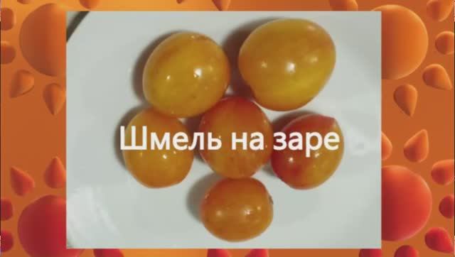 Каталог томатов на 2026 год. Часть 13. г. Киров.  т. 89229284031