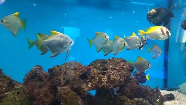 Рыбка хирург и другие представители Атлантики