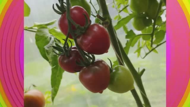 Каталог томатов на 2026 год. Часть 16. г. Киров.  т. 89229284031