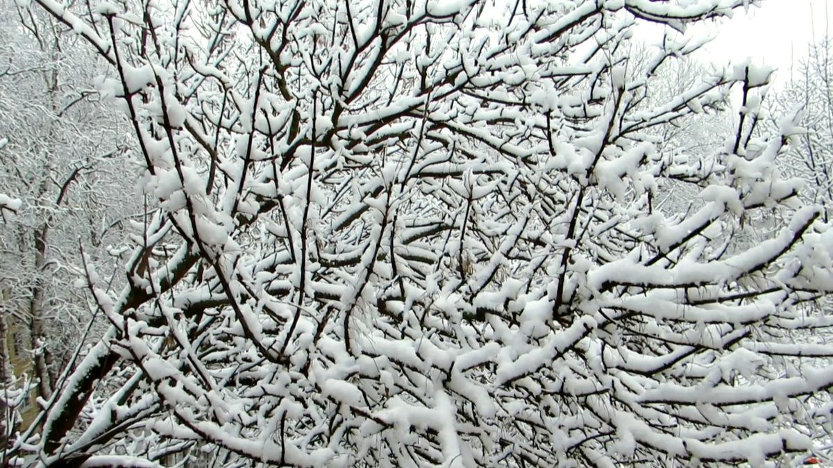 Снежная пушистость