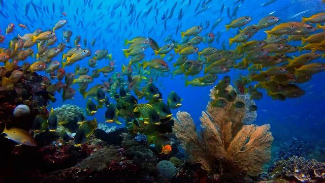 Океанский мир