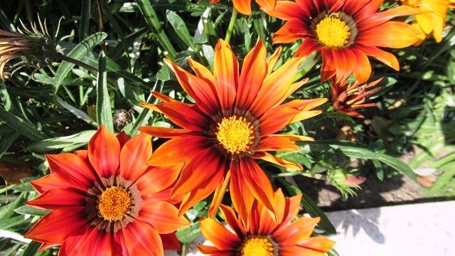 7 причин чтобы вырастить красивые ромашки Гацания в бордюре клумбы