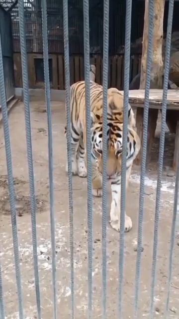 🧸🙊🐅 незабываемая прогулка 😍 г.Красноярск 🤪