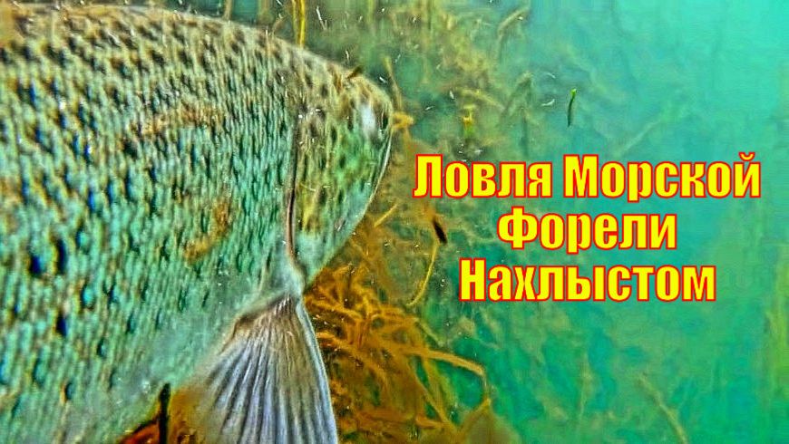 Ловля Морской Форели Нахлыстом