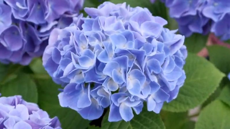 Как поливать крупнолистные гортензии  в осенне- зимний период.