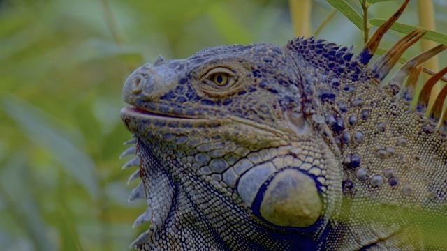 Царство животных