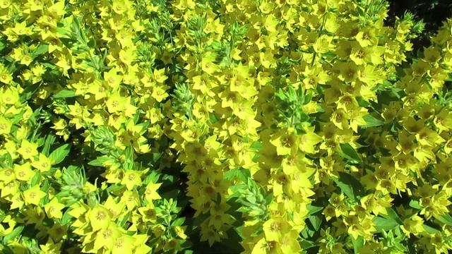 Вербейники в саду: выращивание неприхотливых цветов многолетников