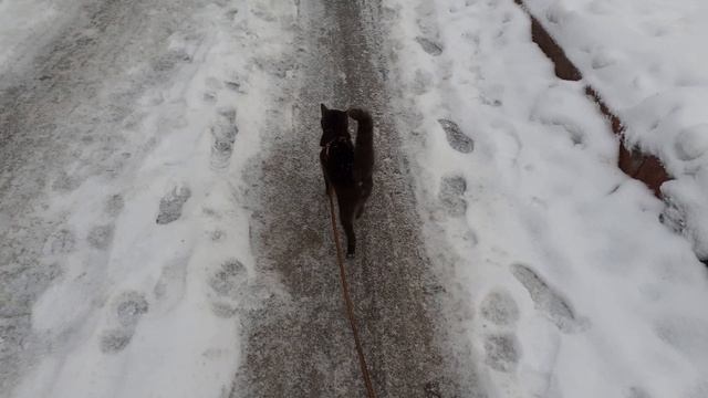 Тишка гуляет.