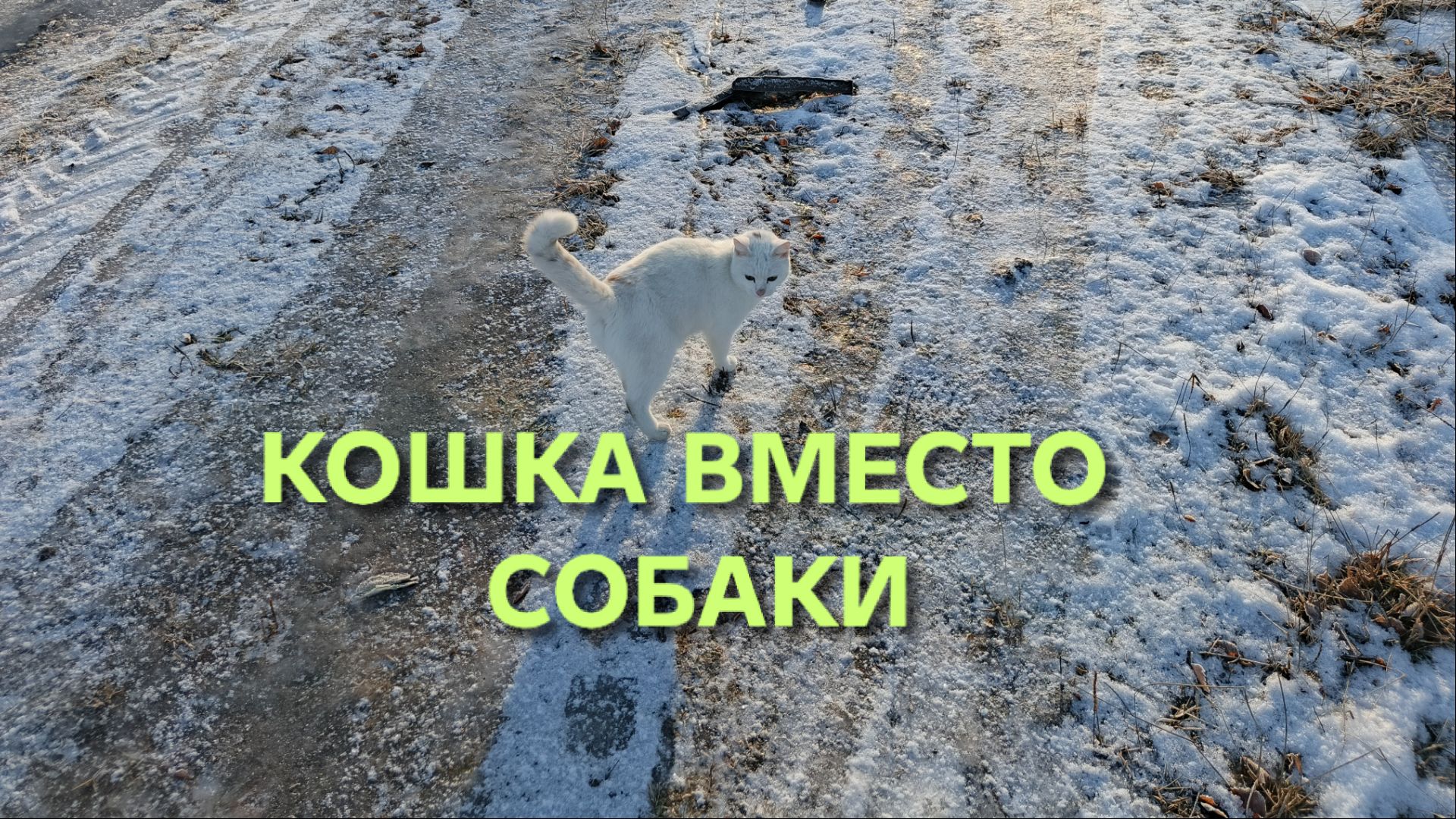 Забавные животные Моя кошка как собака встречает меня с работы