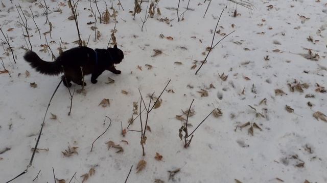 На обходе территории.