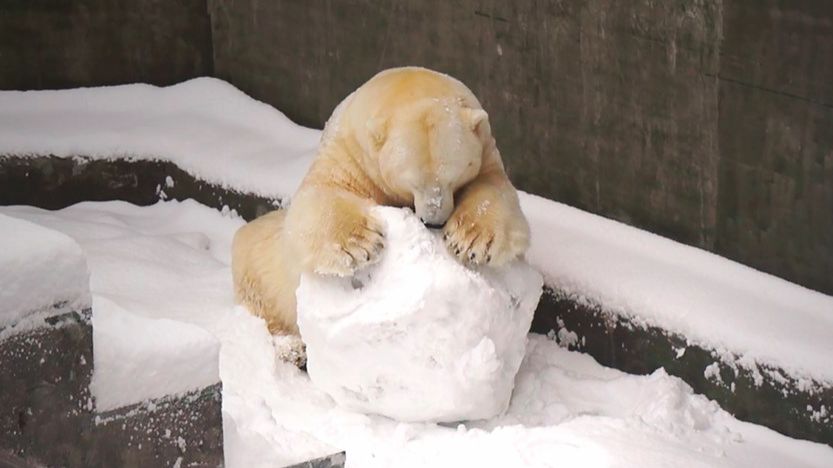 Медведь Кай радуется белому, пушистому снегу и играет со своим большим шаром.