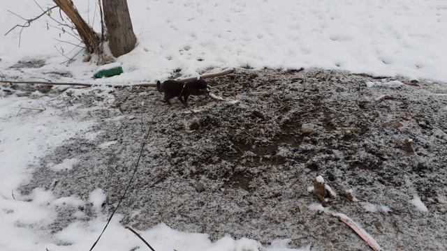 На прогулке Тишка.