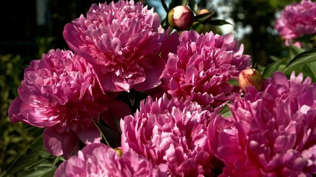 Раскройте красоту