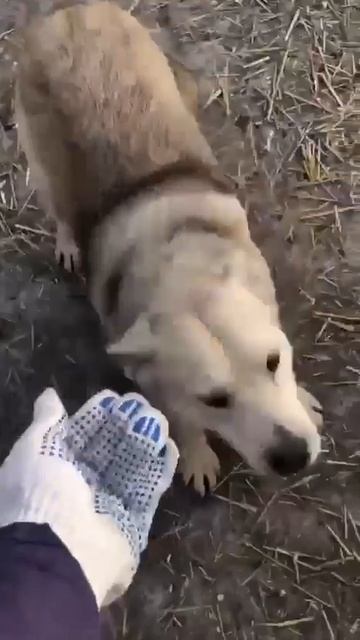 ДИАНА ищет дом!