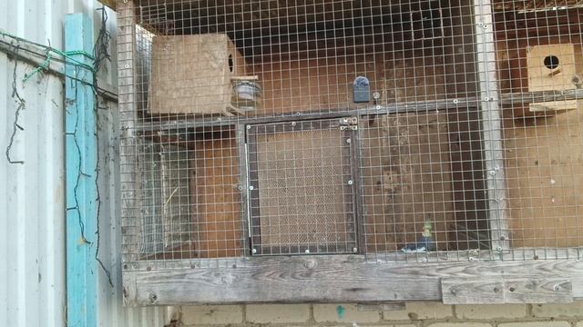 Знакомство с попугаями 💯😁🚀🦜🦚🦩.