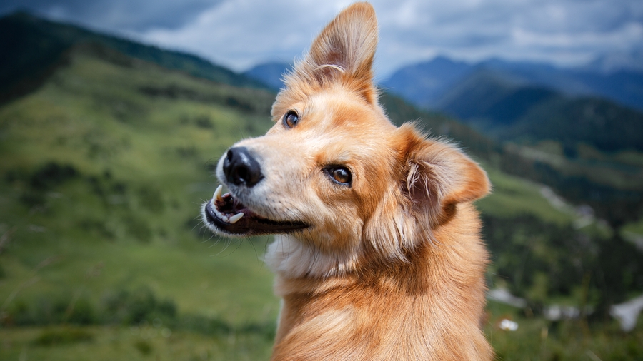 Roblox с комментариями ,выживание  Рэкса 1 серия