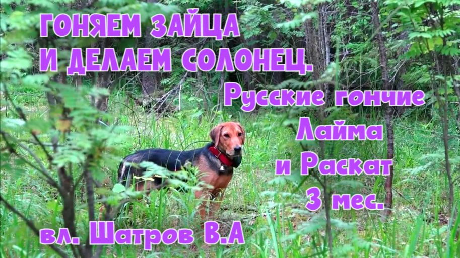 ГОНЯЕМ ЗАЙЦА И ДЕЛАЕМ СОЛОНЕЦ. Русские гончие Лайма и Раскат 3 мес. вл.Шатров В.А.#охота#топ#hunti