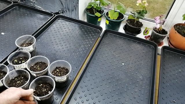 Ноябрьское проращивание семян и черенков петуний