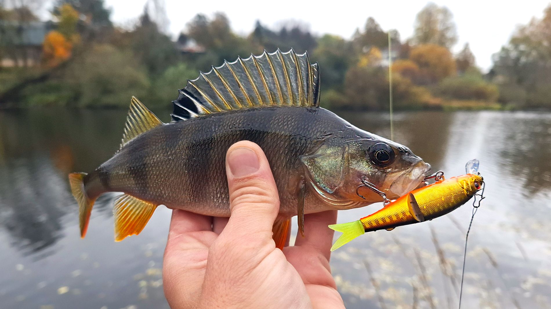Спиннингиста ноги кормят! В поисках рыбы объездили все местные водоёмы. Осенняя рыбалка.