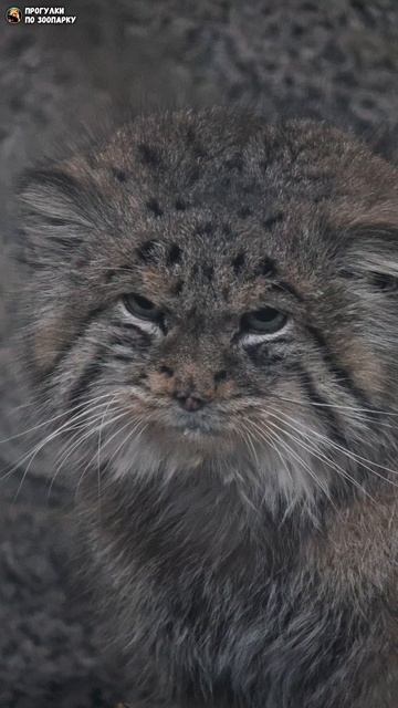 Манул Свэн за кем-то наблюдает. Ленинградский зоопарк