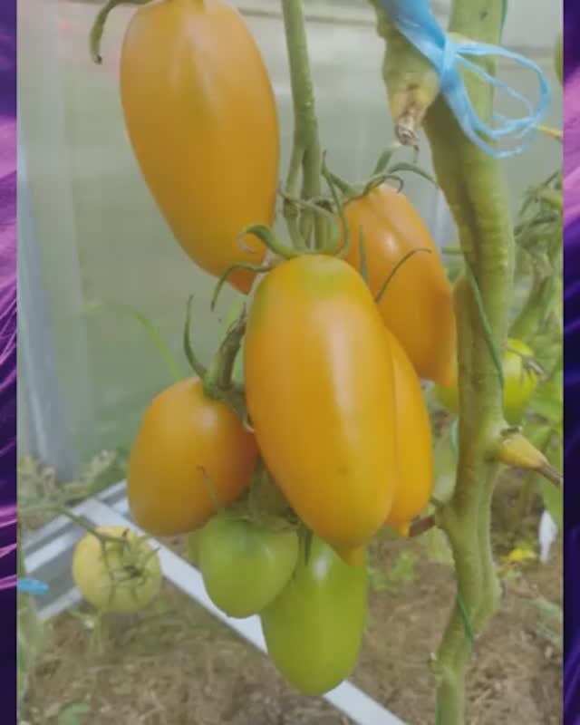 Томат Персиковый принц  т. 89229284031