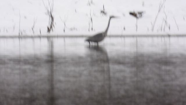 Серая Цапля, наблюдение птиц в Великом Новгороде, 25 ноября 2025