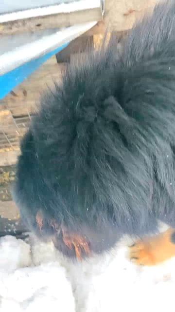 Мои собаки работают мышеловами! Трудовые будни 💼🐕