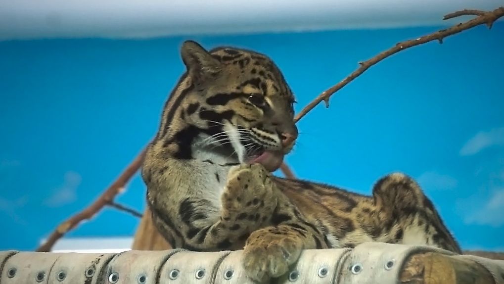 Дымчатый леопард красиво отдыхает на лежанке после обеда.