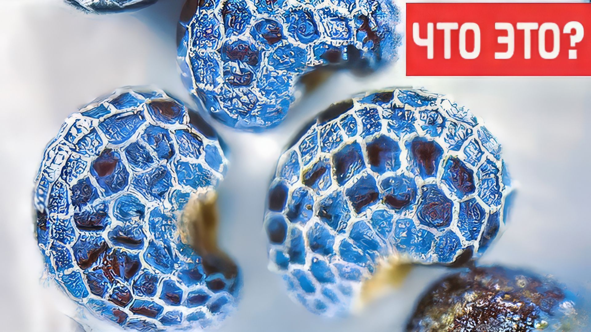 ЧТО ЭТО - [под микроскопом]