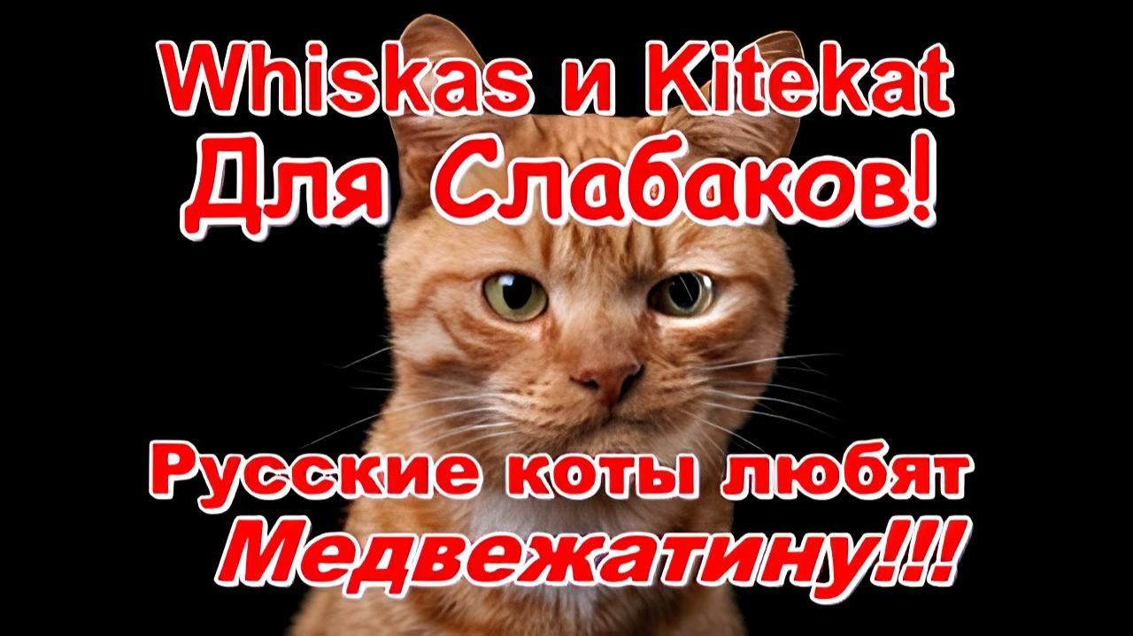 🤣 Вискас и Китекат для слабаков! Русские коты обожают Медвежатину!!!🤣