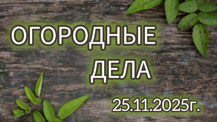 Огородные дела 25.11.2025г.