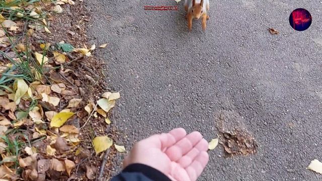 Тула. В Центральном парке белки просто живут в раю.