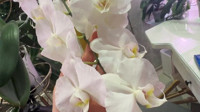 Орхидеи в ноябре