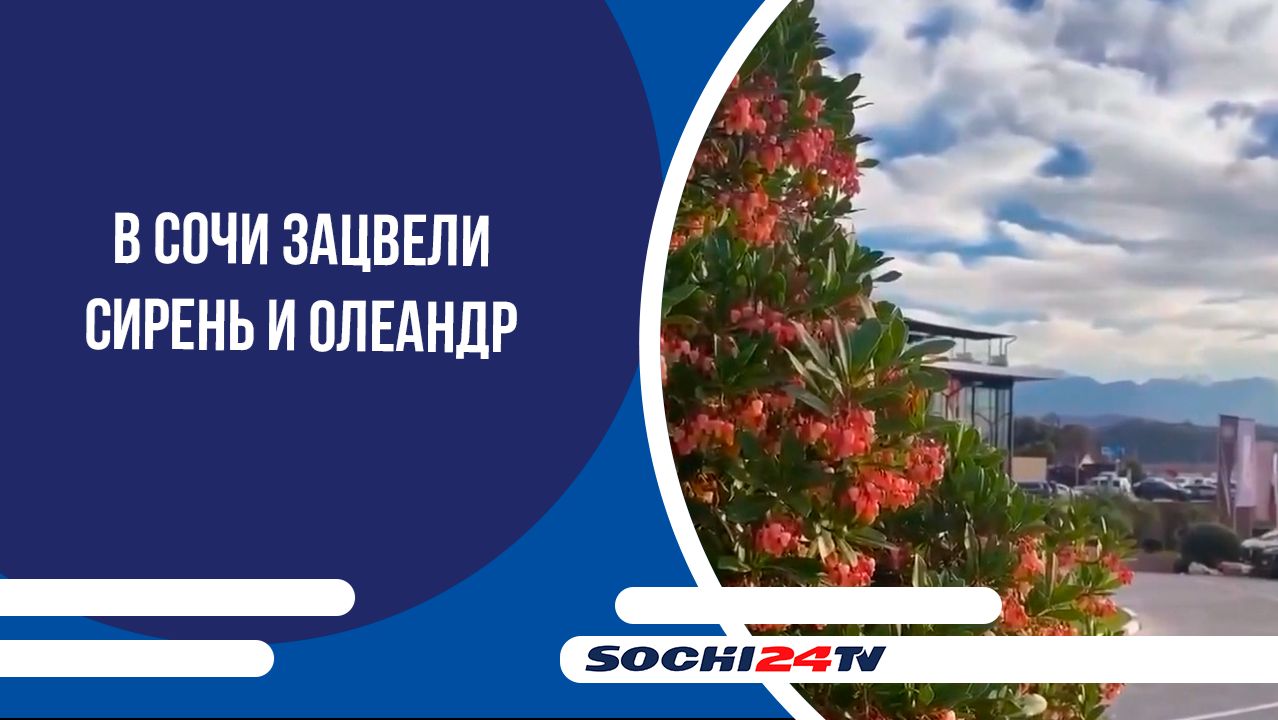 В Сочи зацвели сирень и олеандр