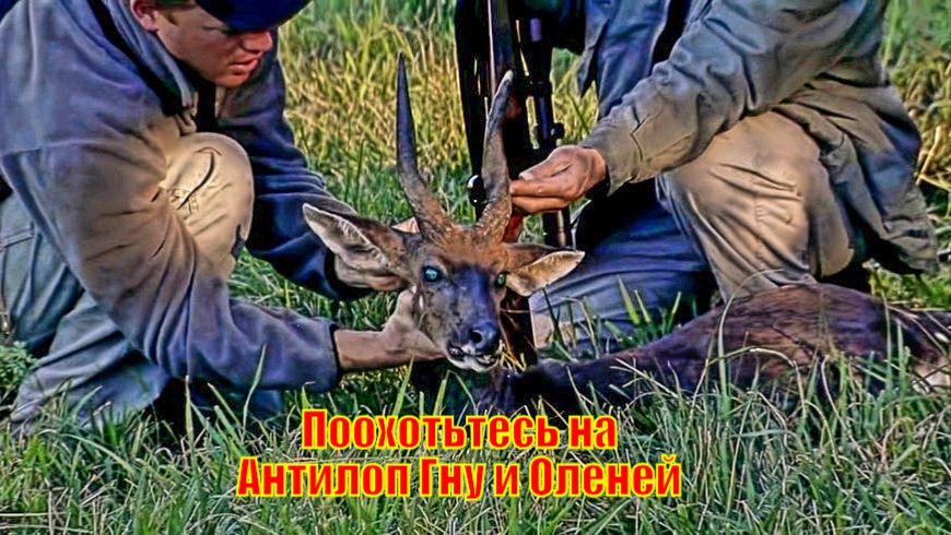 Поохотьтесь на Потрясающих Черных Антилоп Гну и Диких Оленей в Южной Африке