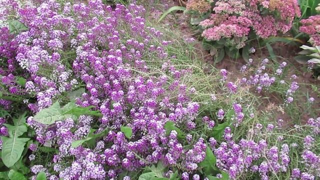 Осеннее цветение Алиссума пышной волной в октябре