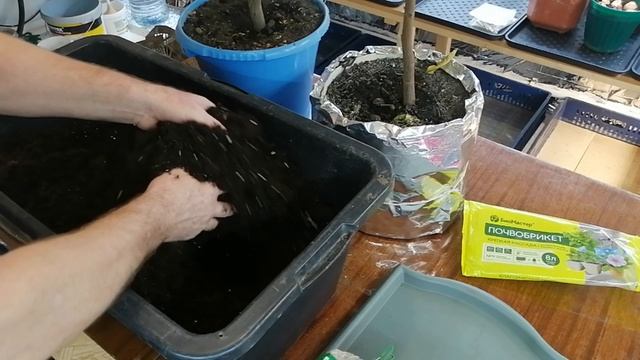 Готовлю почвосмесь для посадки семян петуний