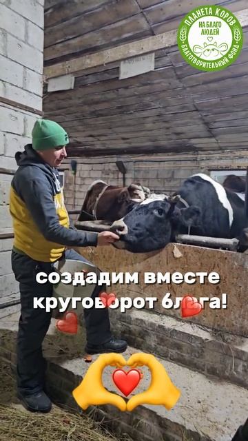 Сегодня 26 ноября в 15:00 мск — особенный прямой эфир! Кормим коров 🐄 и посылаем добрые пожелания