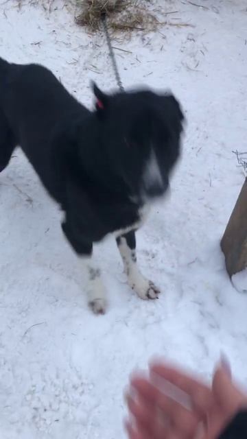 ДЖОНИК - прекрасный охранник и компаньон!