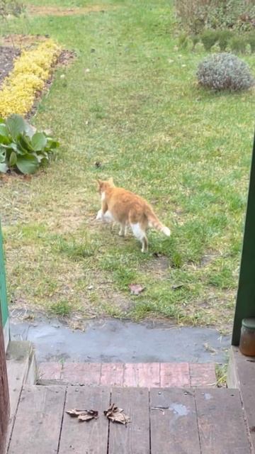 Белорусский рыжесанс