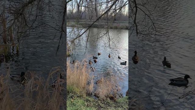 Правая сторона Везёлки 26.11.25.