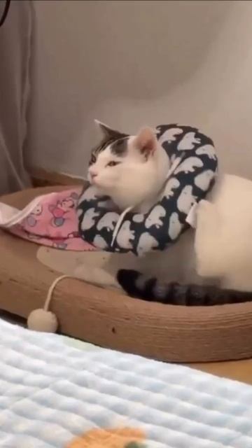 Предлагаю кошечкам много-много лет, лучшего колечка для массажа нет!