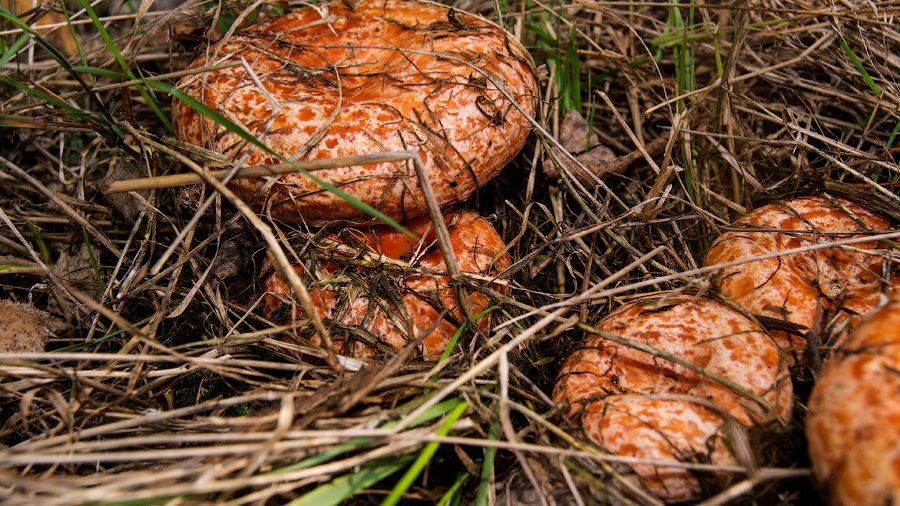 Покажу наши любимые грибные места