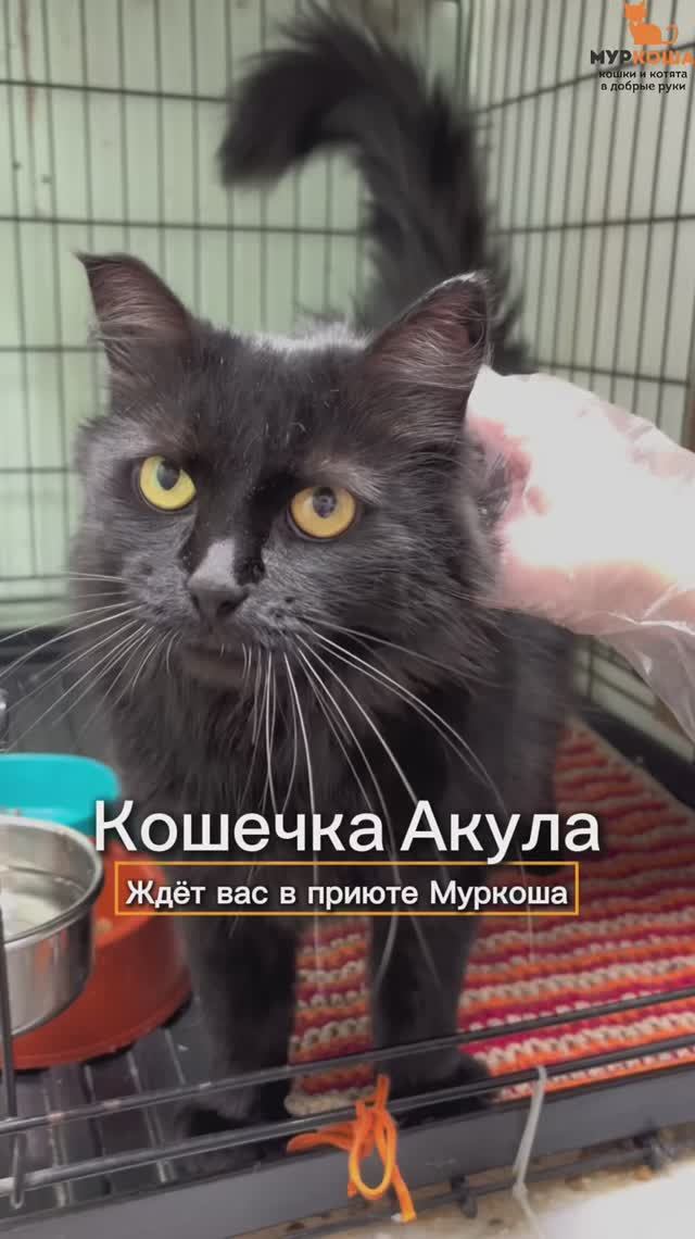 Акула (уже дома)