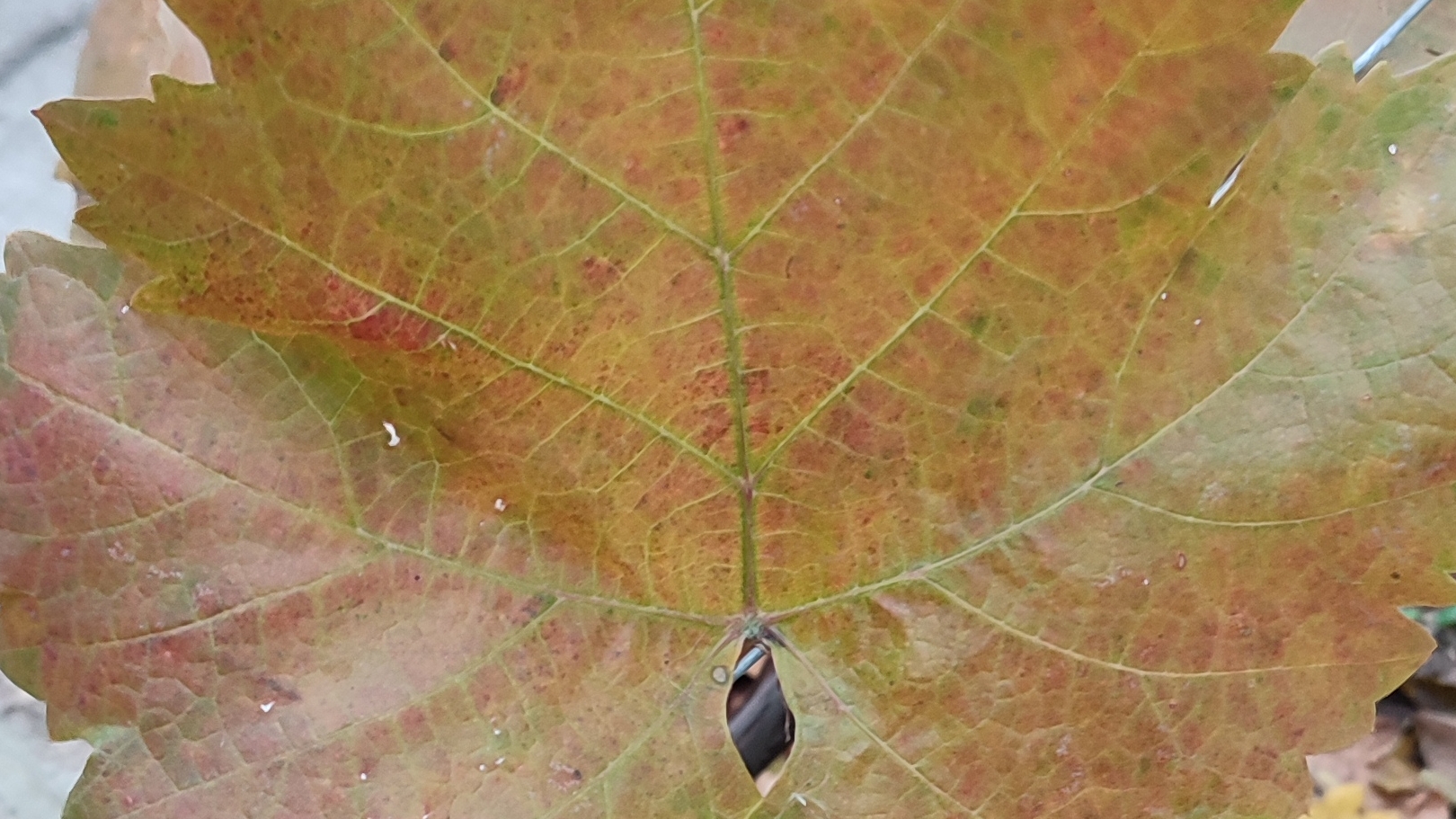 Помогаю обрезать виноград