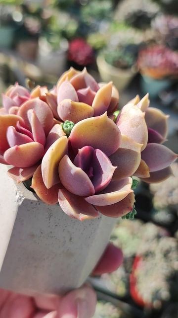 Миниатюрная композиция из суккулентов