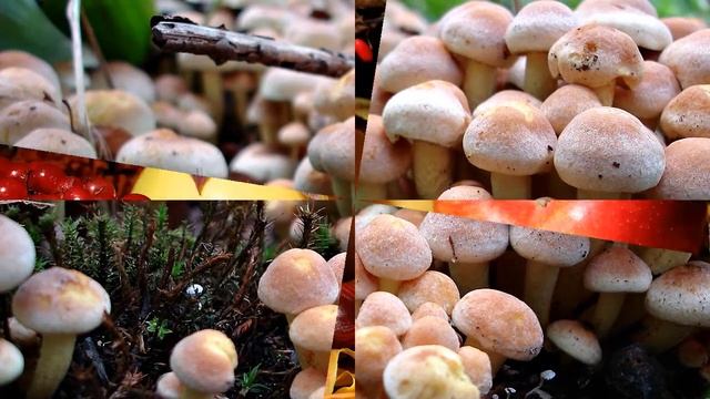 Про Бабье лето!