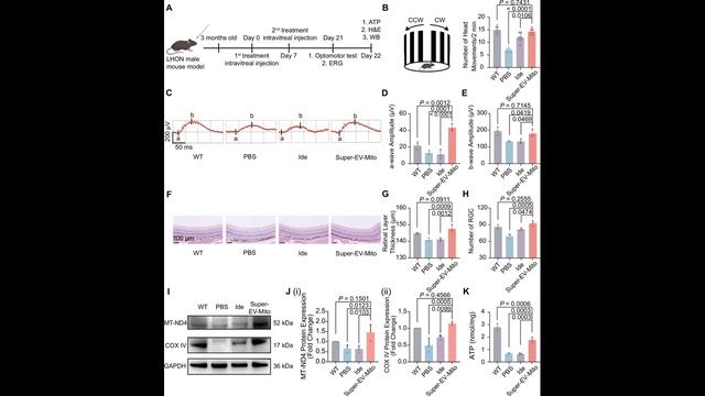 Как суперобогащенные митохондриями внеклеточные везикулы лечат слепоту и старение