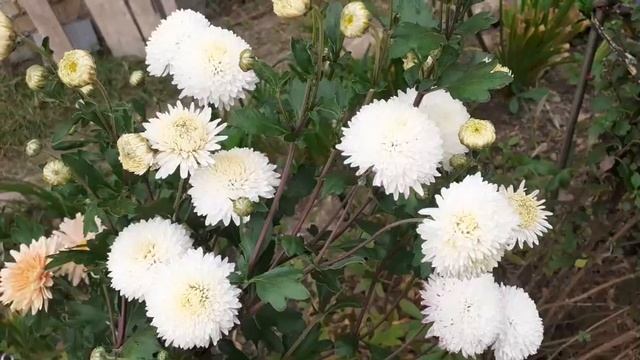 хризантема УМКА махровая корейская